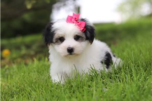 Anastasia - puppy for sale