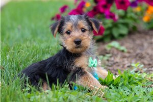 Alvin - puppy for sale