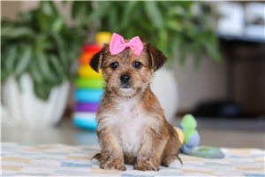 Zendeya - Morkie / Yorktese for sale