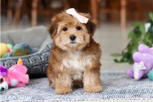 Amelia - puppy for sale