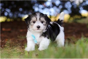 Lincoln - puppy for sale