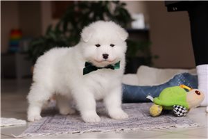 Santiago - puppy for sale