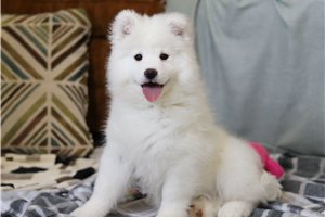 Farah - puppy for sale