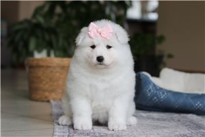 Stella - puppy for sale