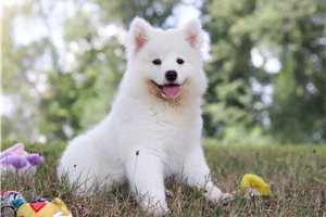 Veronica - puppy for sale