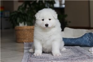 Samuel - puppy for sale