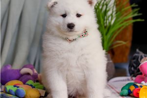 Frederick - puppy for sale