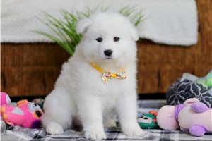 Finnegan - puppy for sale