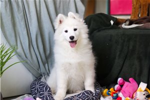 Fern - puppy for sale