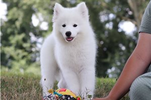 Virgil - puppy for sale