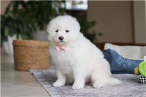 Scarlett - puppy for sale