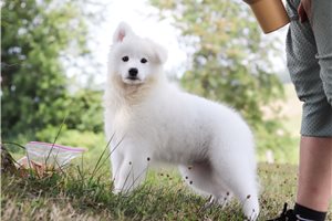 Vanessa - puppy for sale