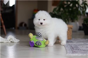 Sophia - puppy for sale