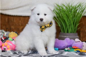 Ford - puppy for sale