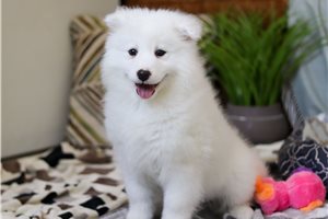 Fortuna - puppy for sale