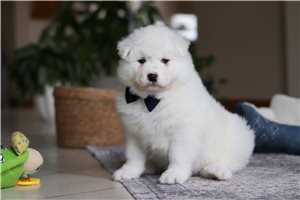 Sebastian - puppy for sale