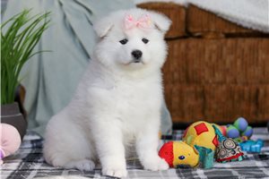 Fausta - puppy for sale