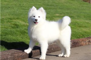 Flossy - puppy for sale