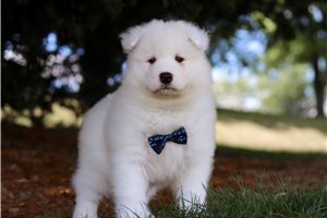 Victor - puppy for sale