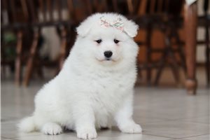 Marley, a Samoyed placed with a Pawrade family