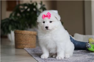 Sadie - puppy for sale