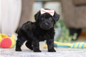 Eloise - puppy for sale