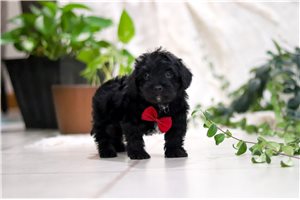 Queso - puppy for sale