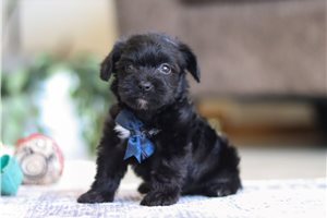 Elliott - puppy for sale