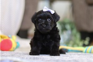 Emma - puppy for sale