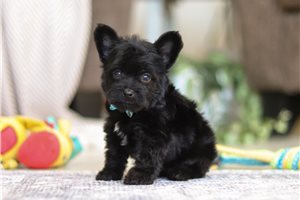 Elijah - puppy for sale