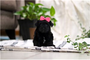 Madison - puppy for sale