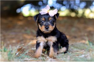 Cadence - puppy for sale