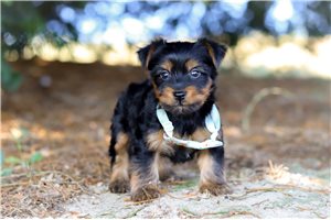 Cal - puppy for sale