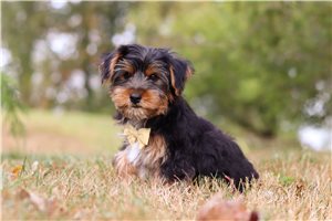 Caiden - puppy for sale