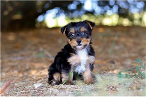 Caesar - puppy for sale