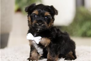 Kole - puppy for sale