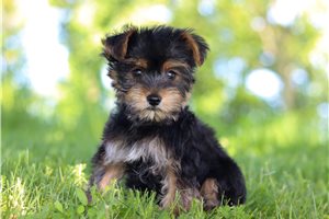 Keaton - Yorkshire Terrier - Yorkie for sale