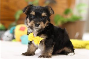Kaiden - Yorkshire Terrier - Yorkie for sale