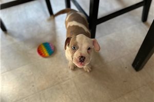 Jake - American Bully for sale