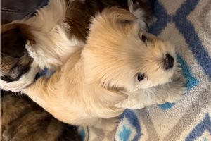 Mikey - Morkie / Yorktese for sale