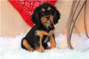 Chuckles - Cavalier King Charles Spaniel for sale