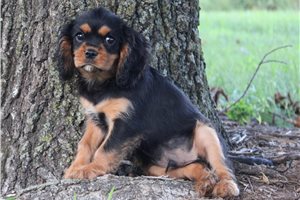 Chance - Cavalier King Charles Spaniel for sale