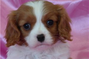 Becky - puppy for sale