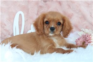 Chrissy - Cavalier King Charles Spaniel for sale