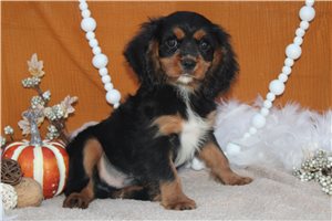 Cameron - Cavalier King Charles Spaniel for sale