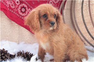 Chad - Cavalier King Charles Spaniel for sale