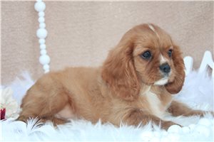 Caroline - Cavalier King Charles Spaniel for sale