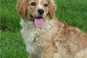Barry - Cavapoo for sale