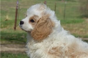 Lorelai - puppy for sale