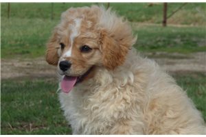 Barry - Cavapoo for sale